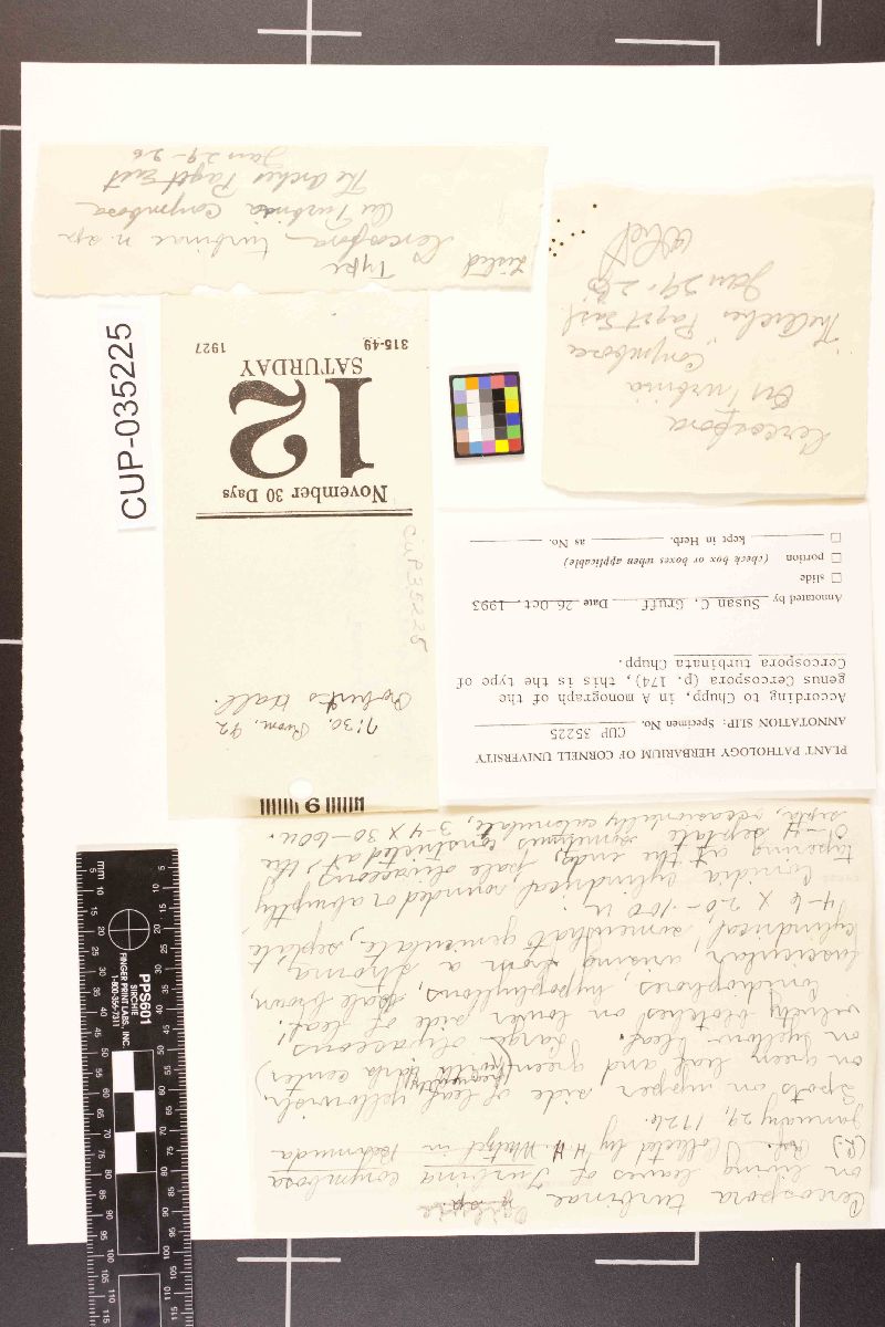 Cercospora turbinae image