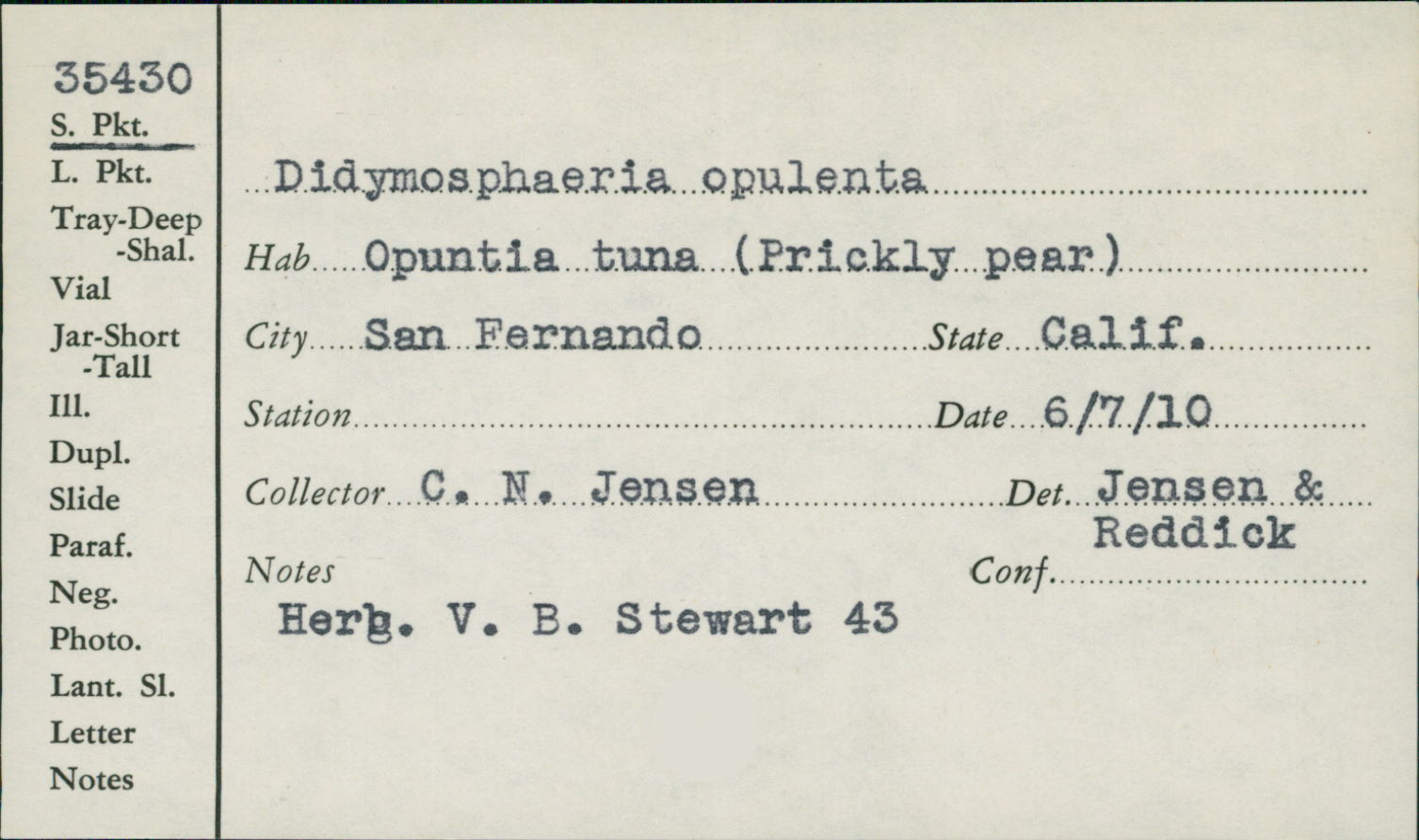 Polycoccum opulentum image