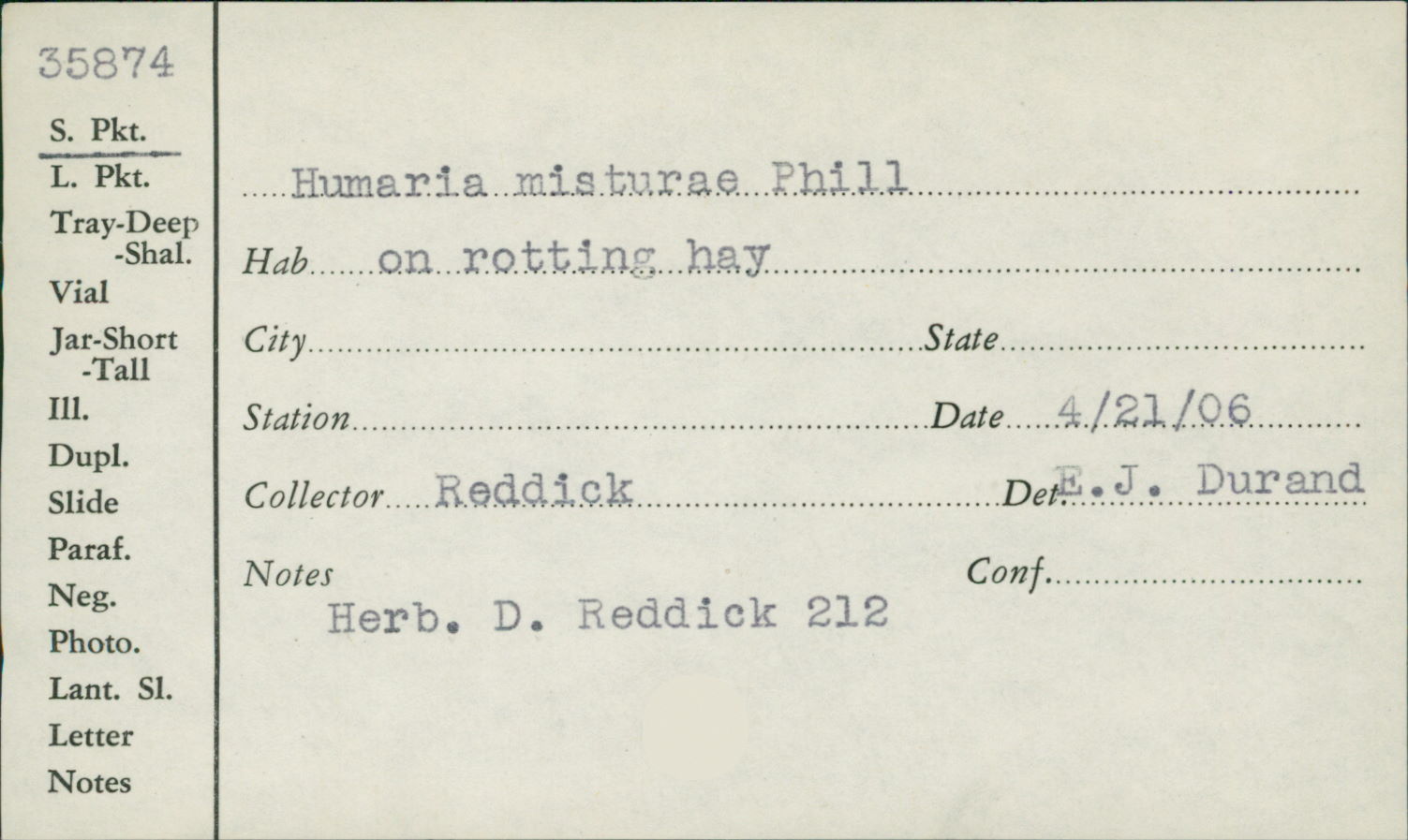 Pseudombrophila image