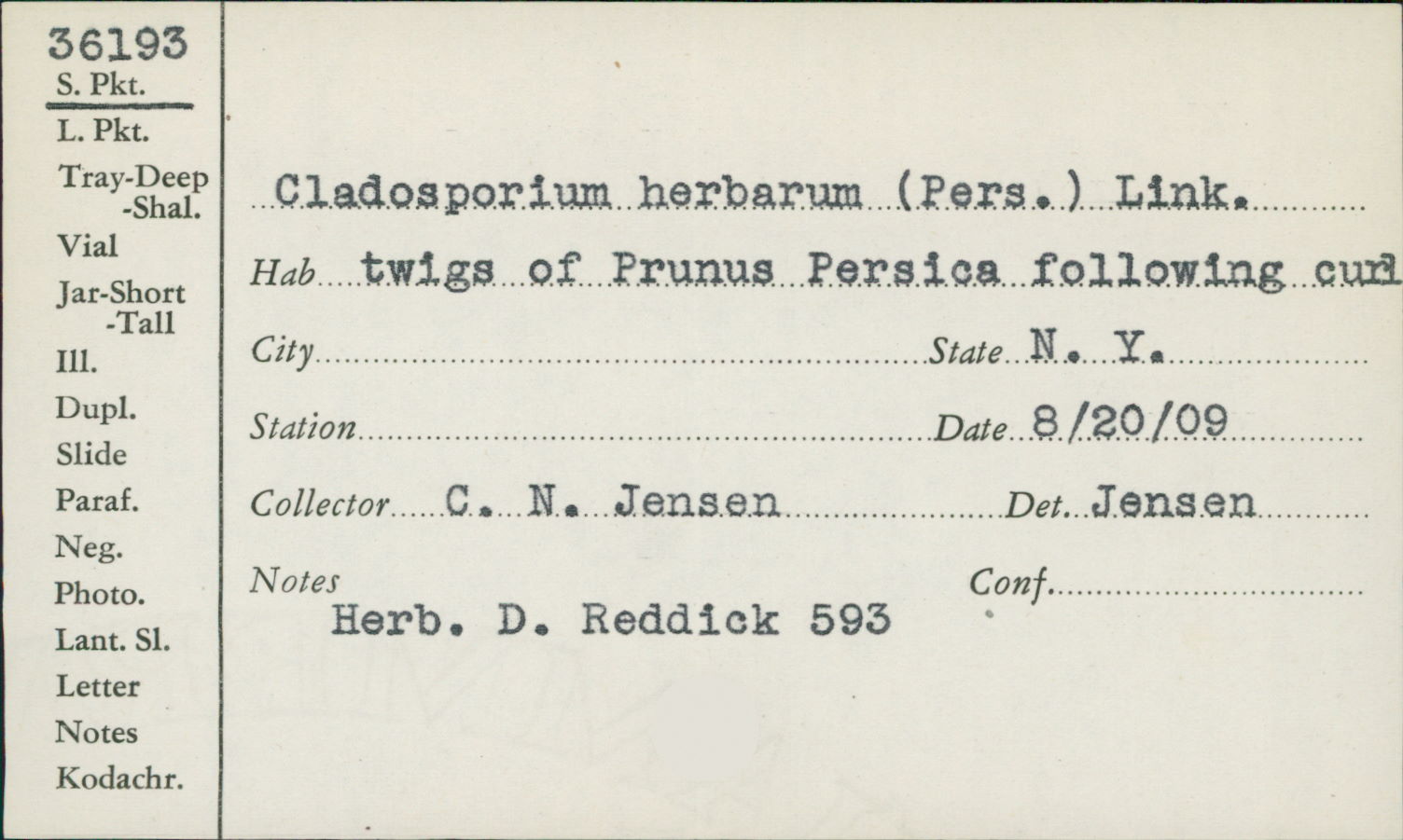 Cladosporium herbarum image