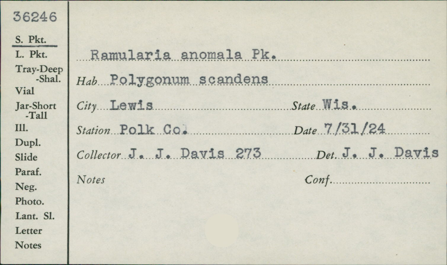 Ramularia anomala image