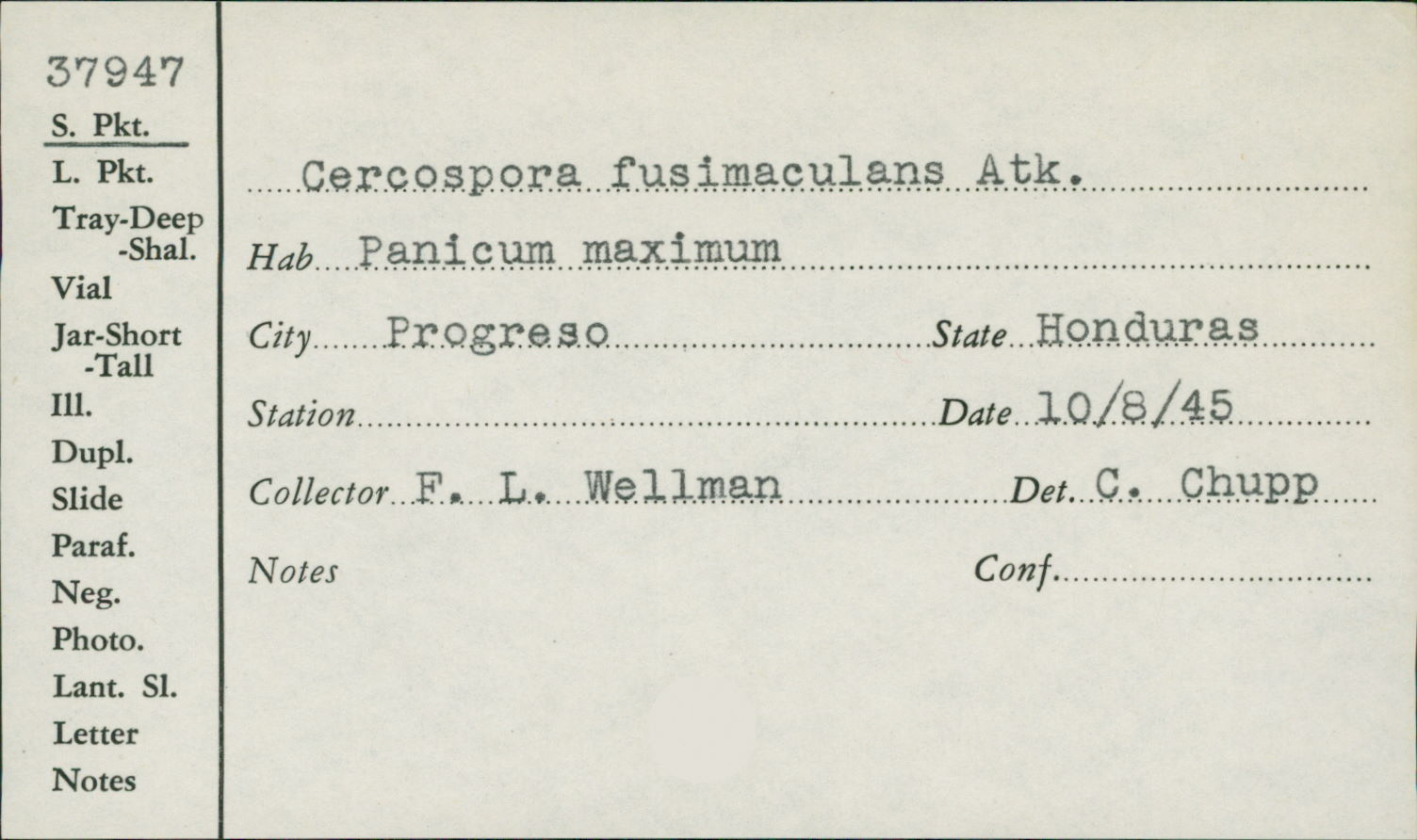 Cercospora fusimaculans thumbnail