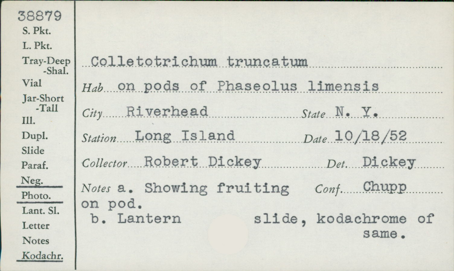 Colletotrichum truncatum thumbnail