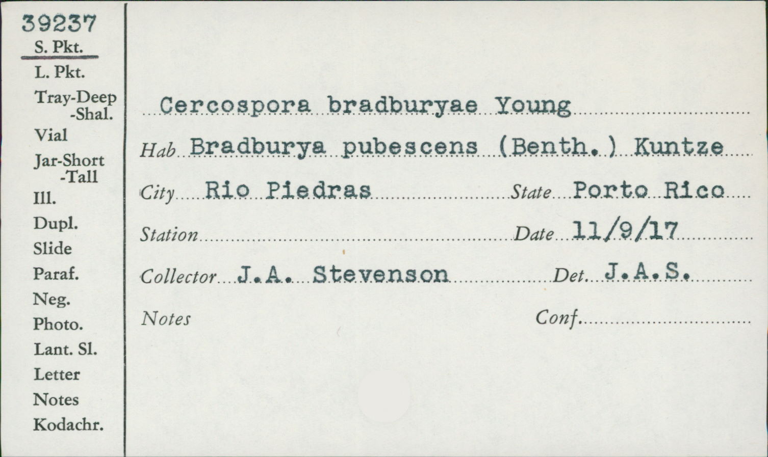 Pseudocercospora bradburyae image