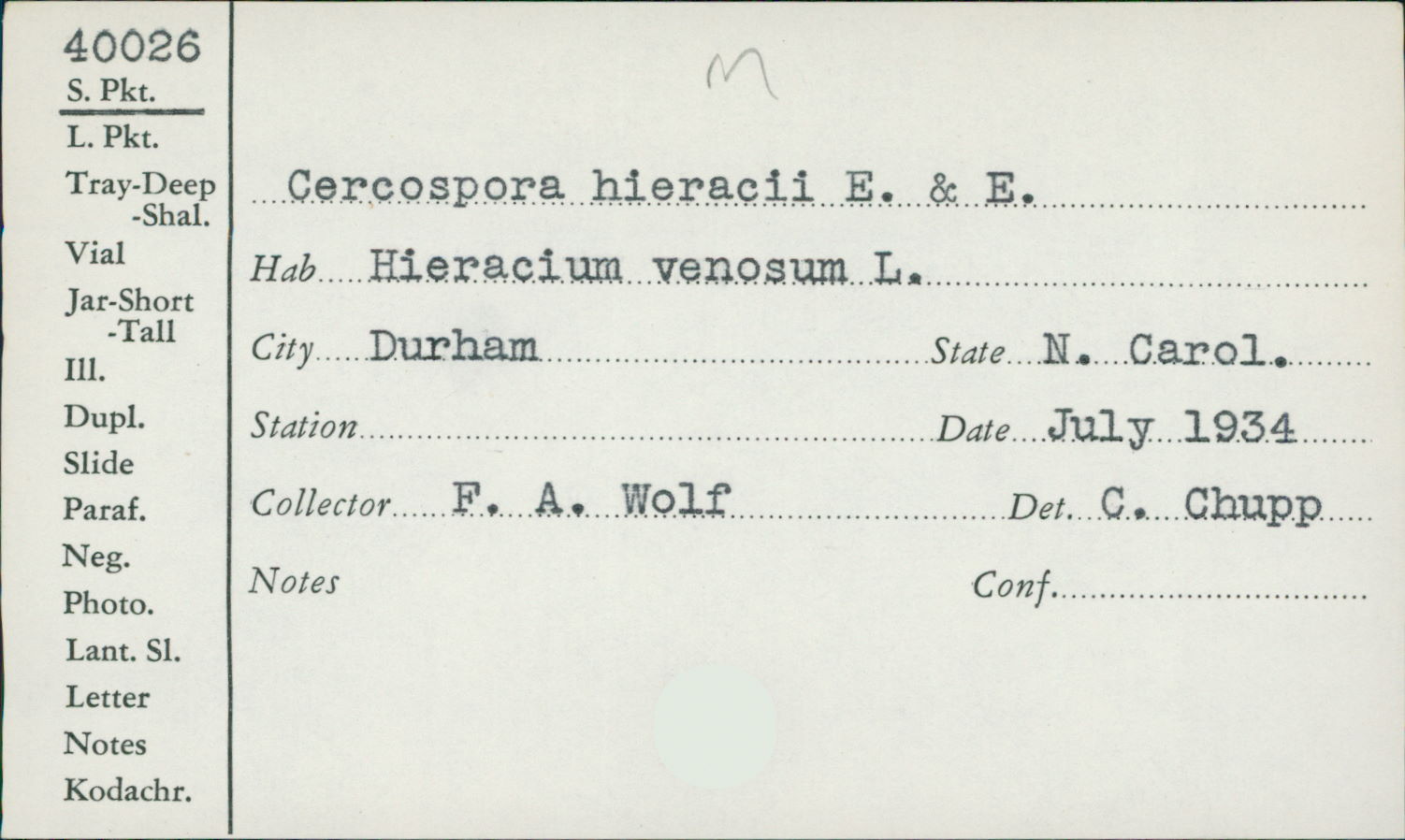 Cercospora hieracii image