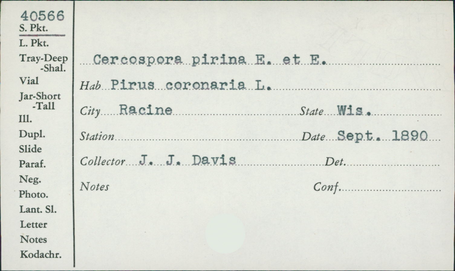 Cercospora pyrina image