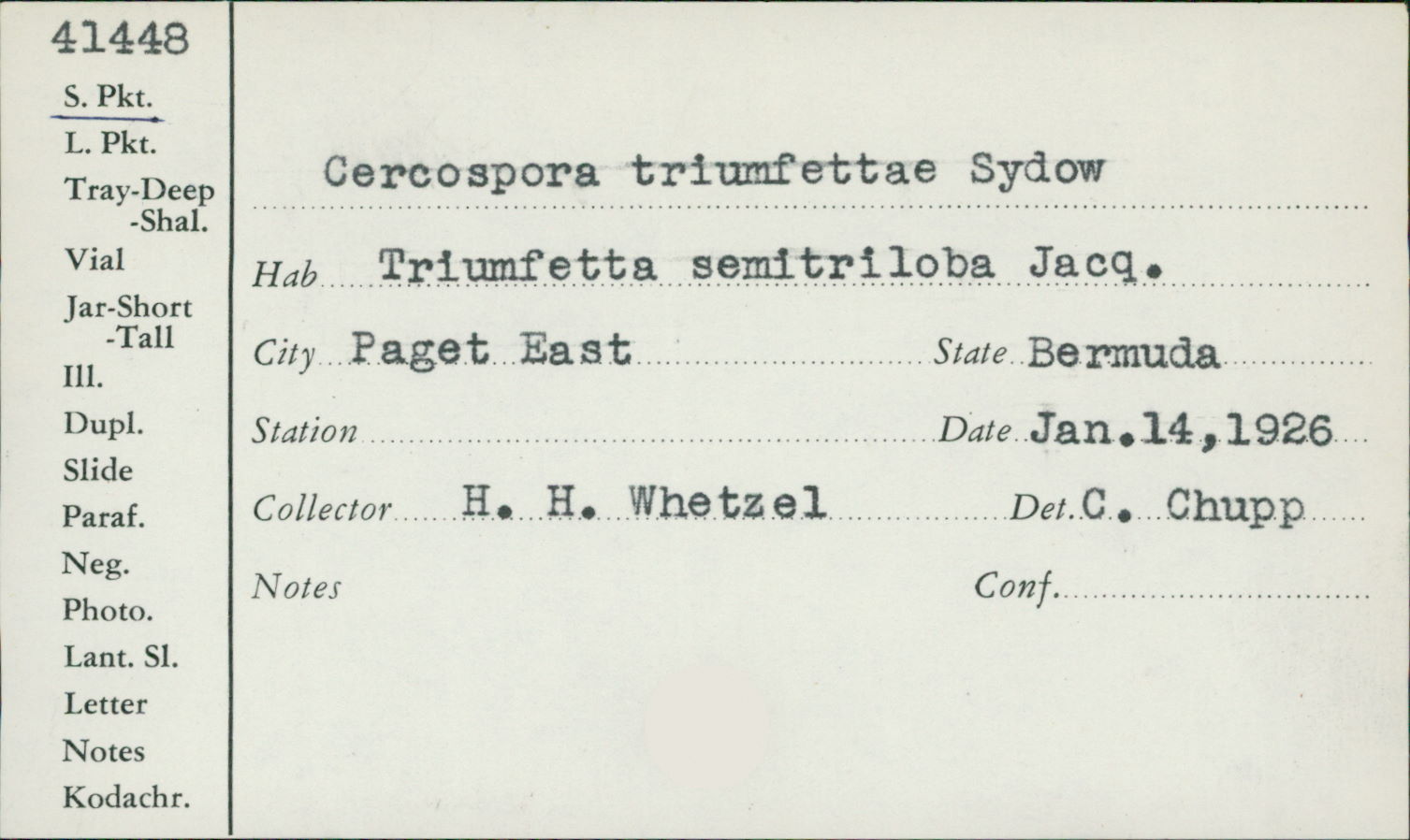 Pseudocercospora triumfettae image