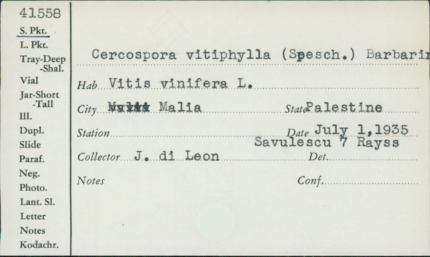 Cercospora vitiphylla image