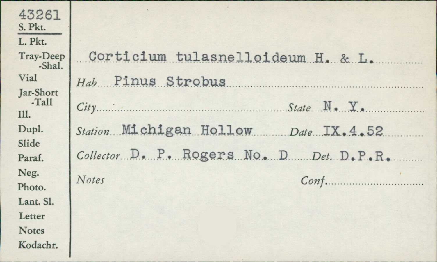 Xenasma tulasnelloideum image