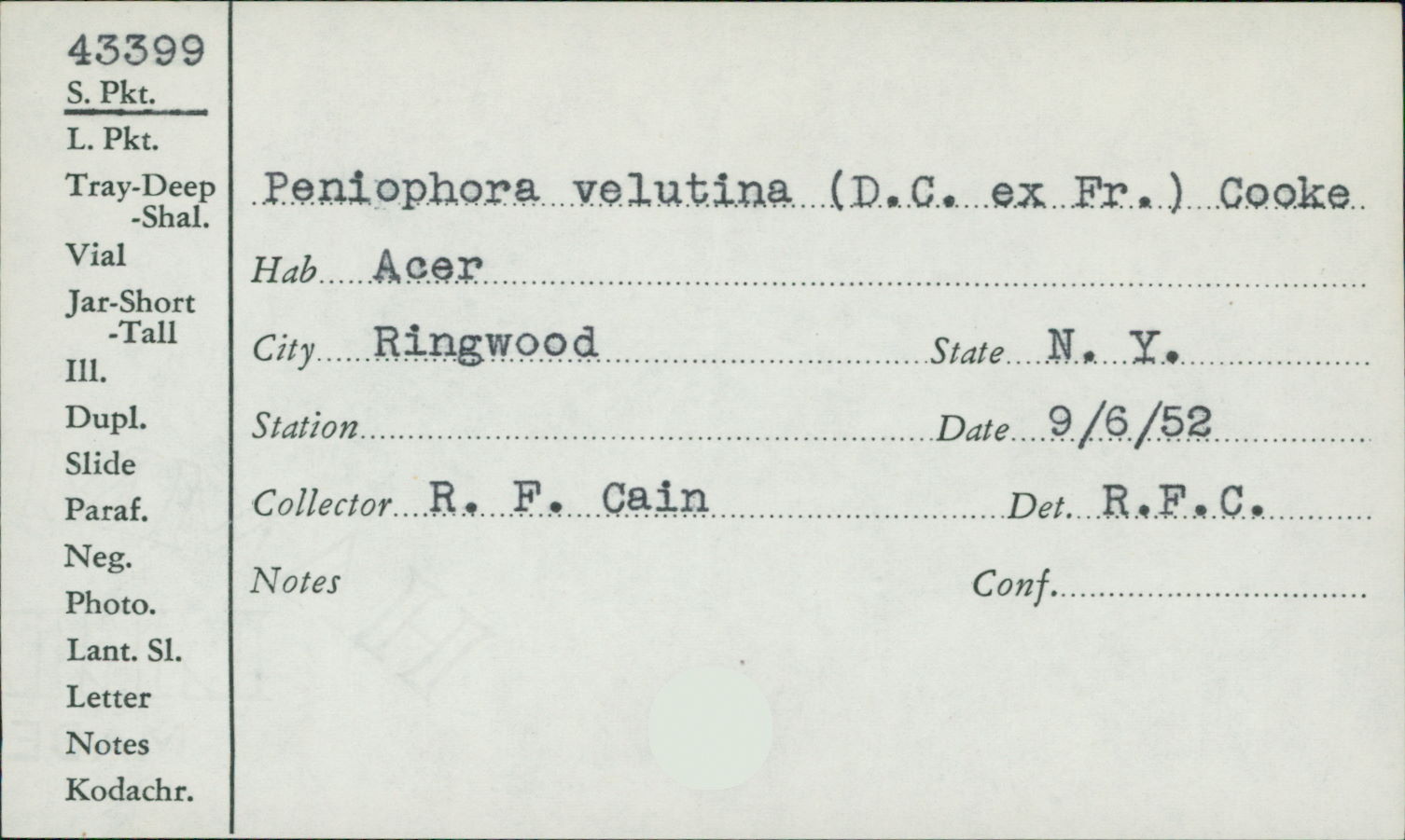 Phanerochaete velutina image