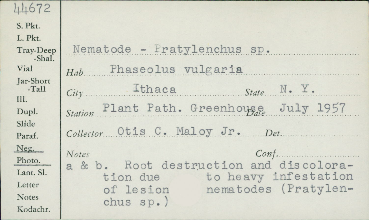Pratylenchus