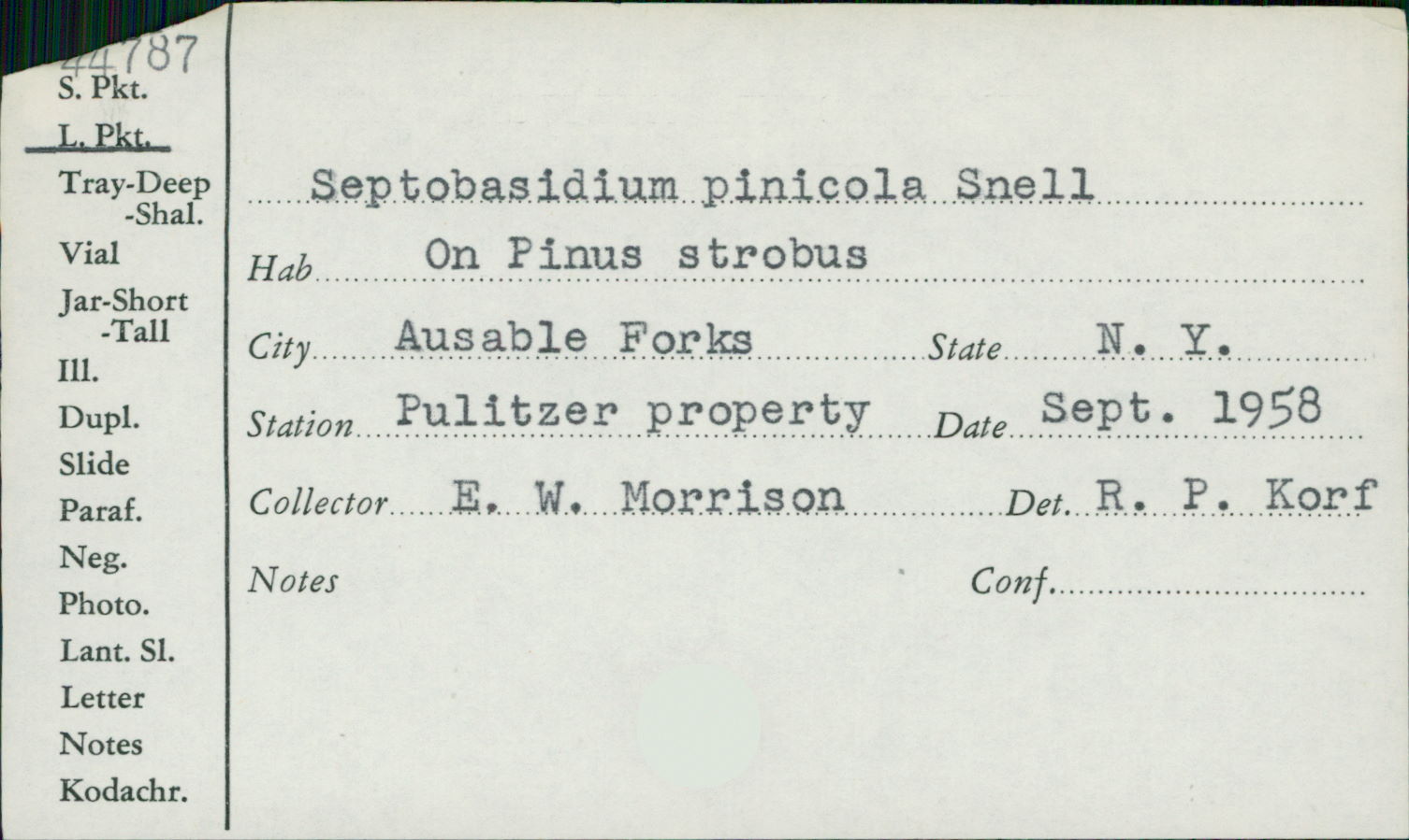 Septobasidium pinicola image