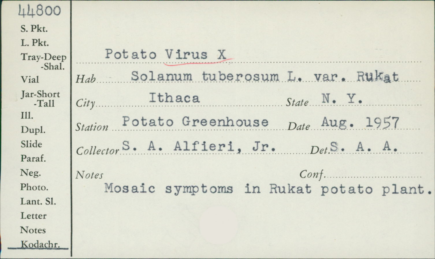 Potato virus X thumbnail