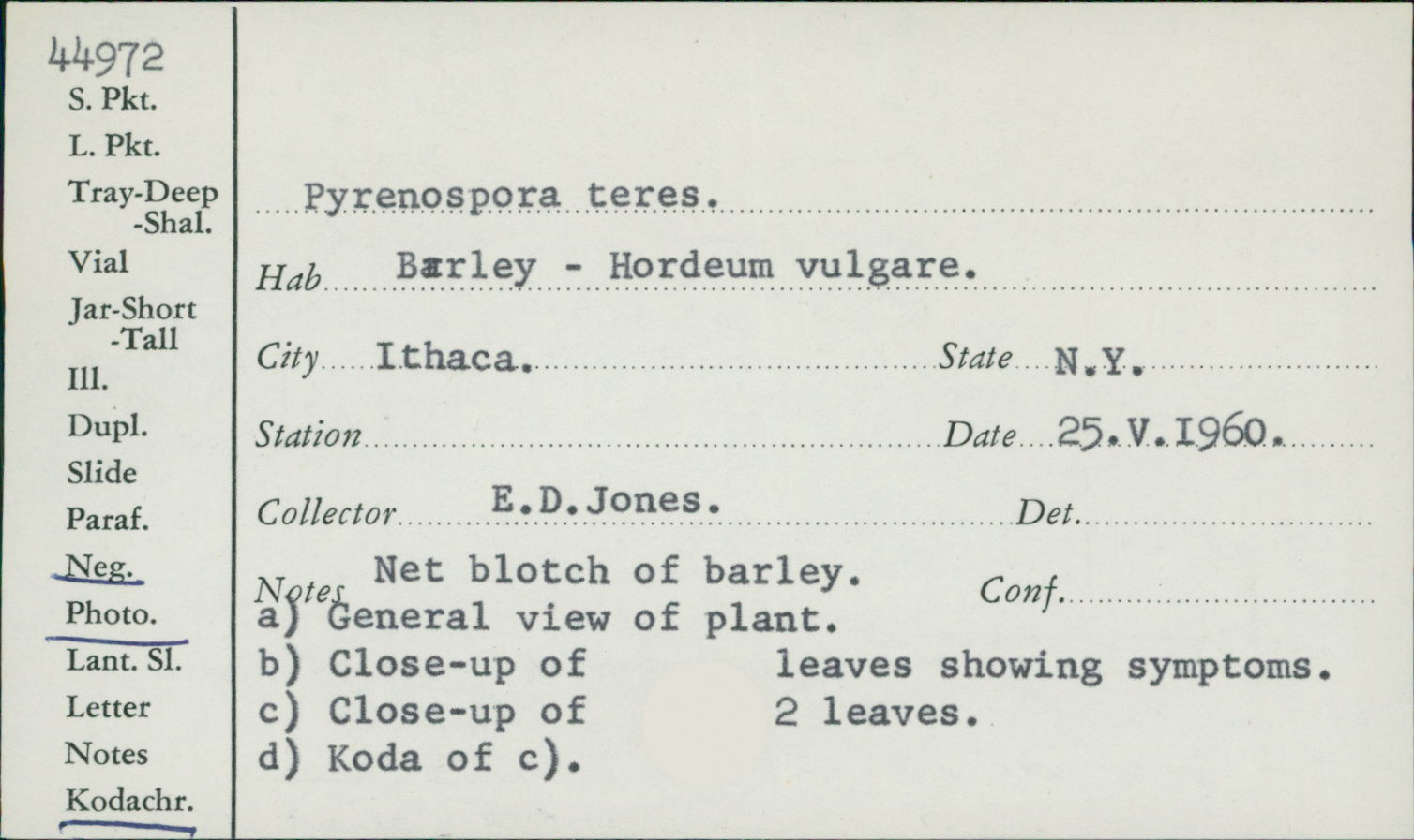 Pyrenophora teres thumbnail