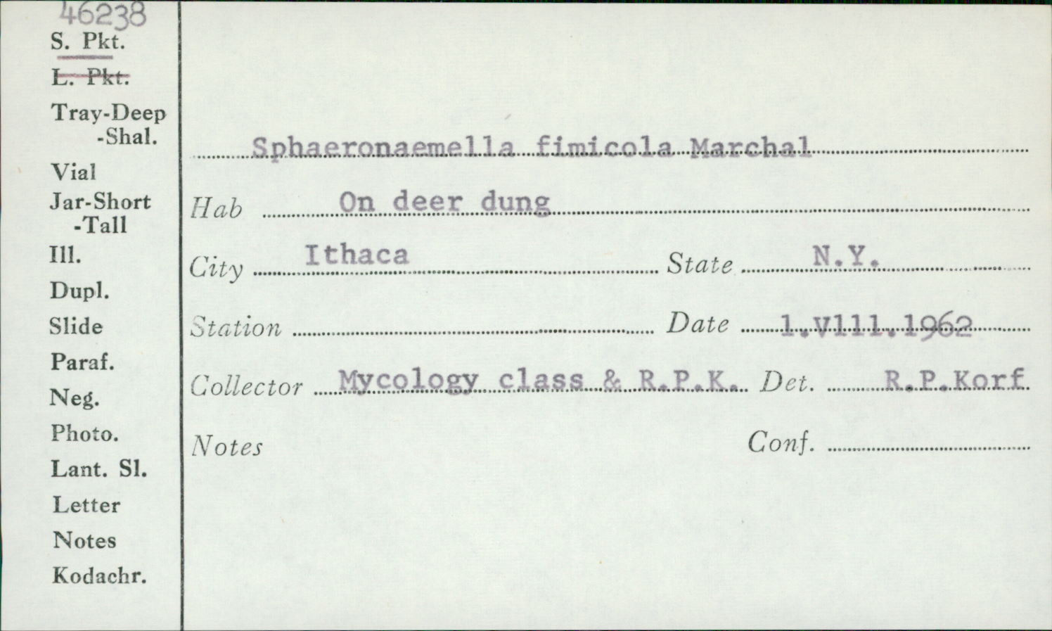 Sphaeroderma