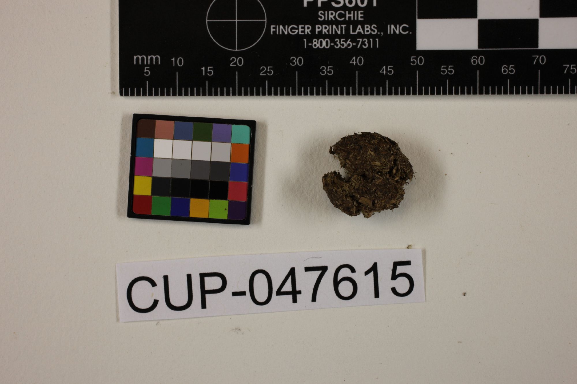 Caccobius minusculus