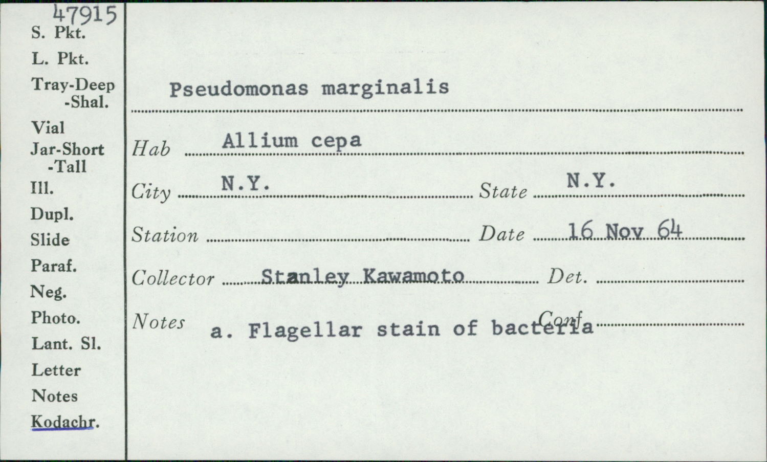 Pseudomonas marginalis thumbnail