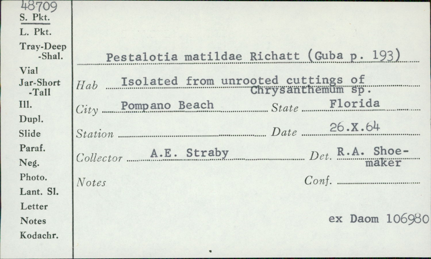 Pestalotia matildae image