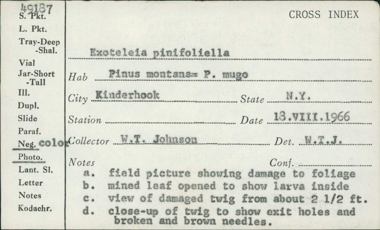Exoteleia pinifoliella thumbnail