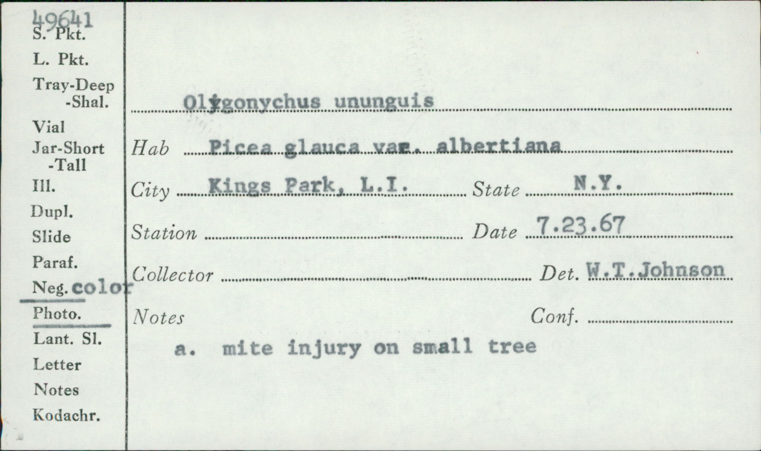 Oligonychus ununguis thumbnail