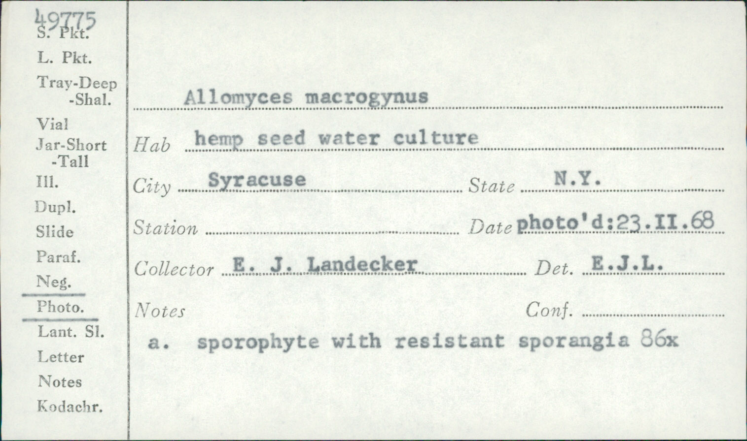 Allomyces macrogynus