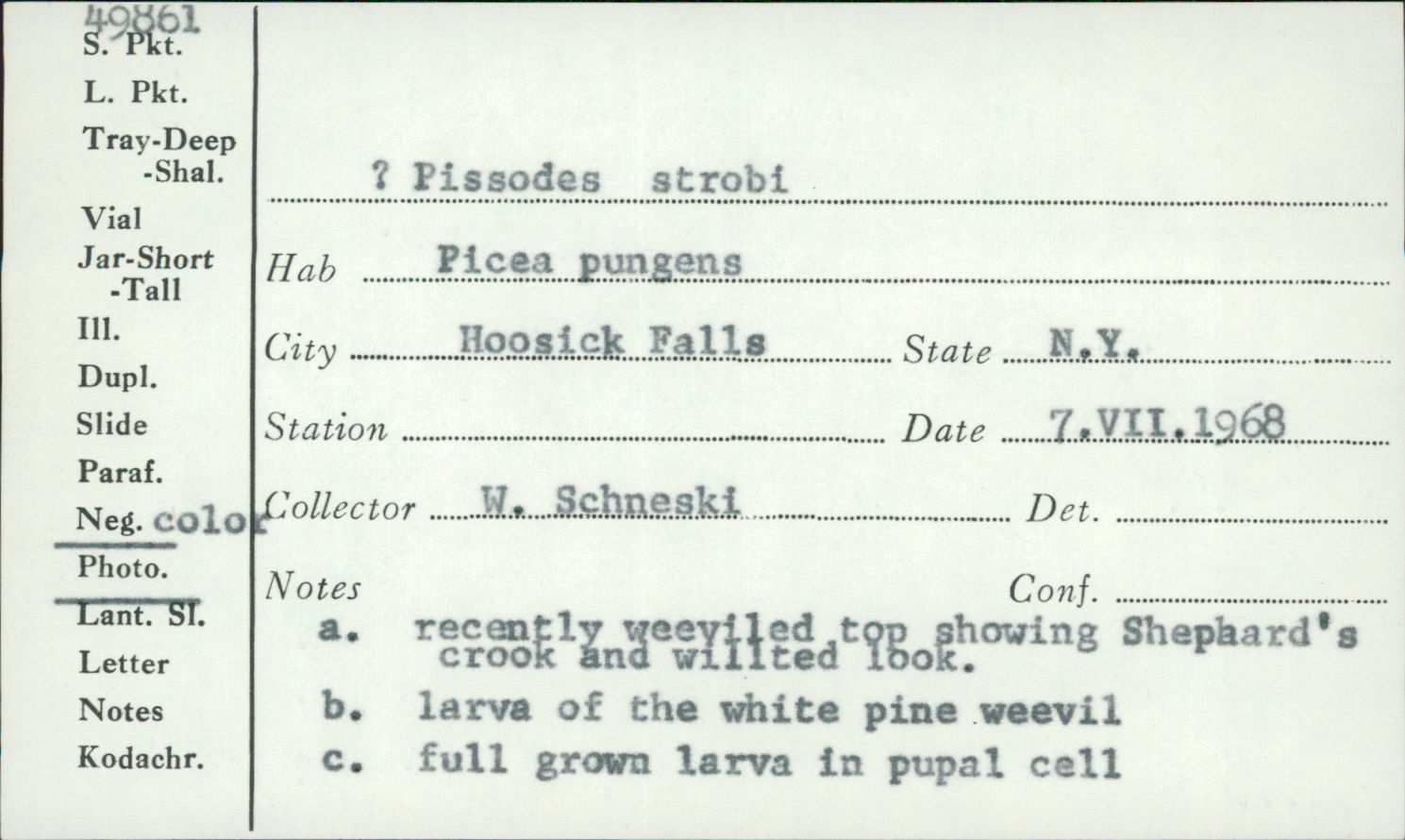 Pissodes strobi