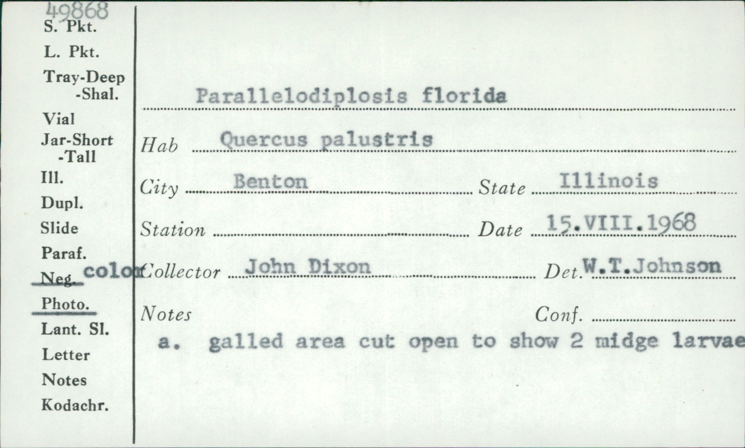 Parallelodiplosis florida