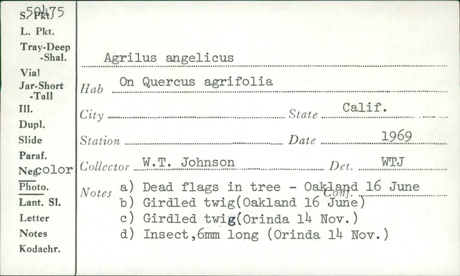 Agrilus angelicus