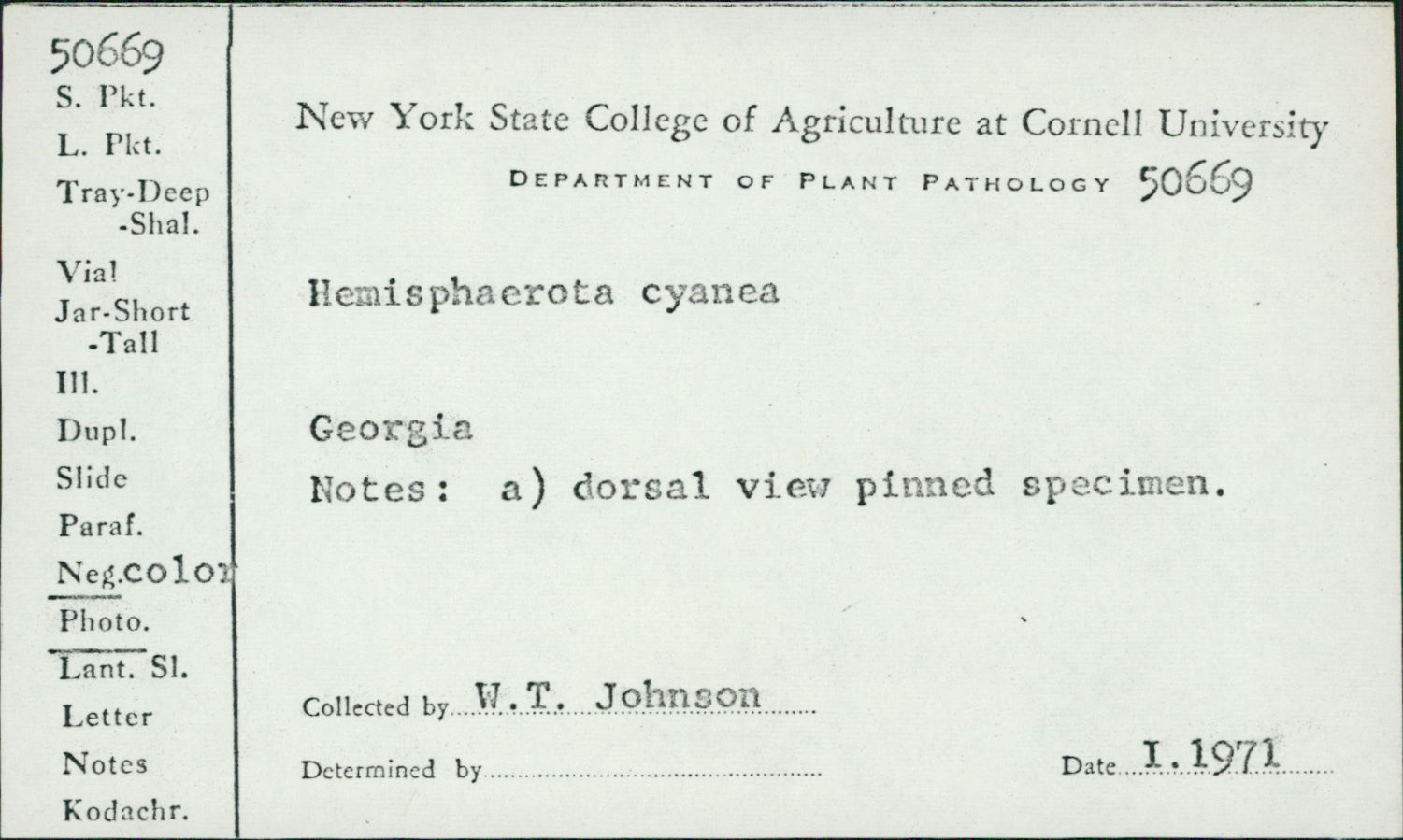 Hemisphaerota cyanea