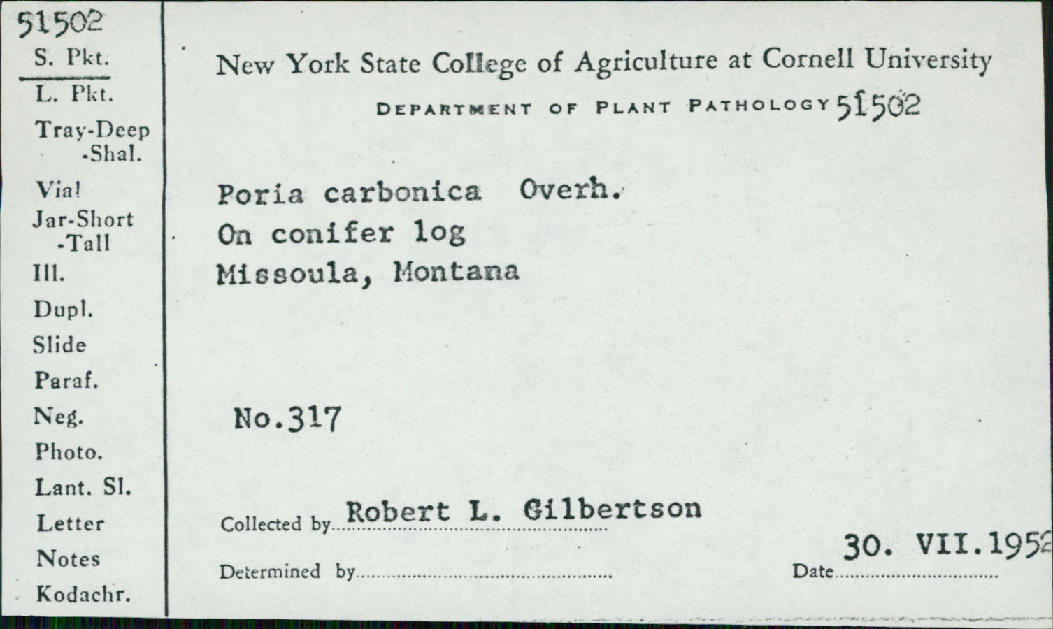 Antrodia carbonica image