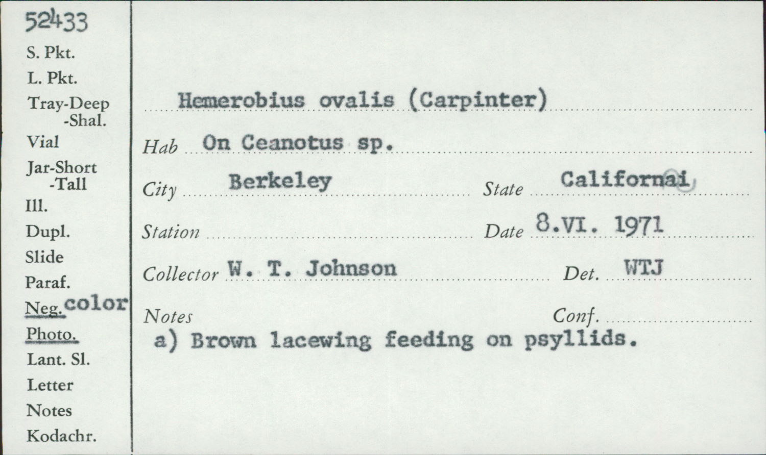 Hemerobius ovalis