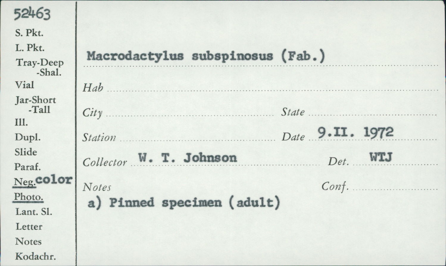 Macrodactylus subspinosus