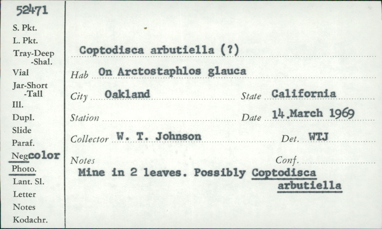 Coptodisca arbutiella thumbnail