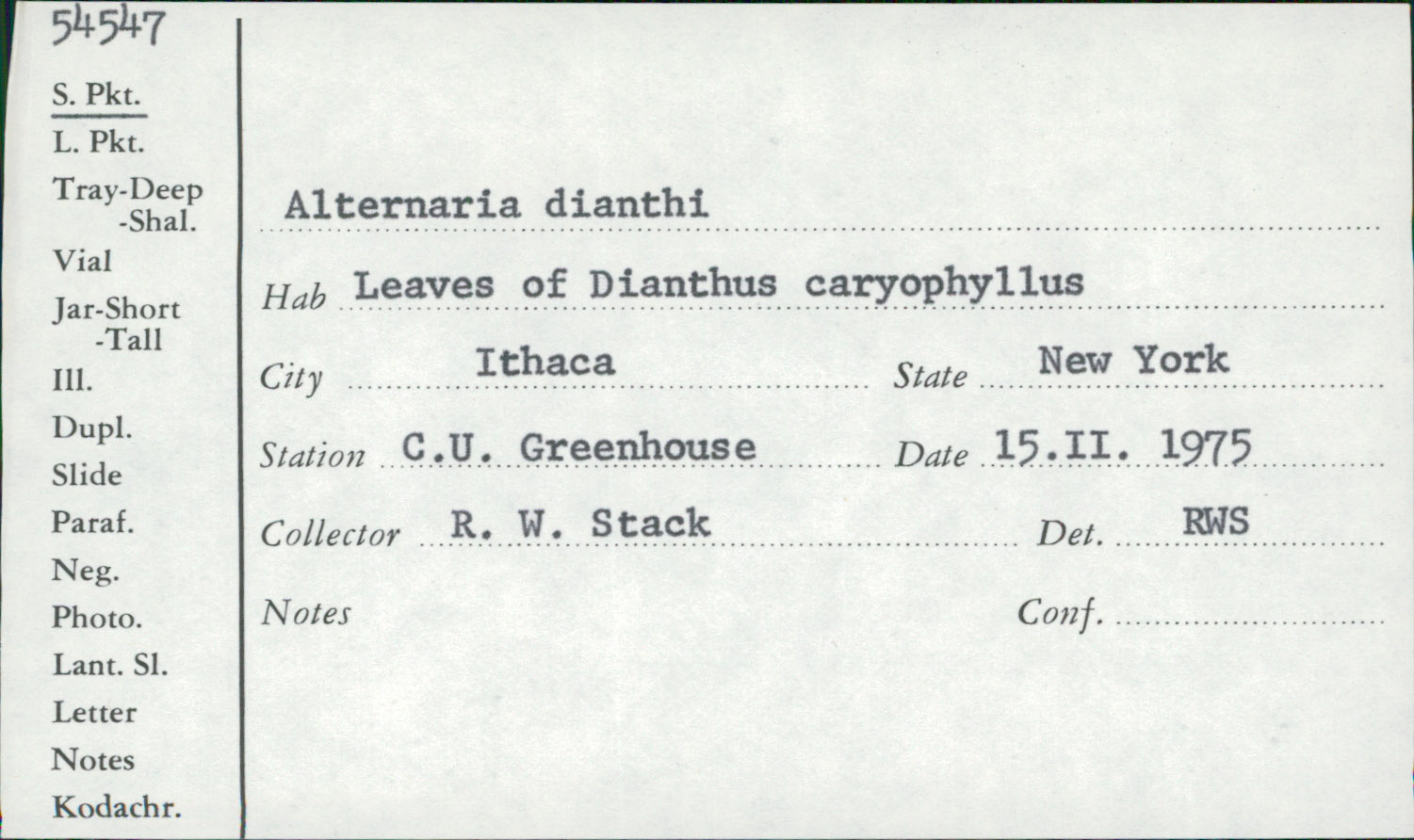 Alternaria dianthi thumbnail