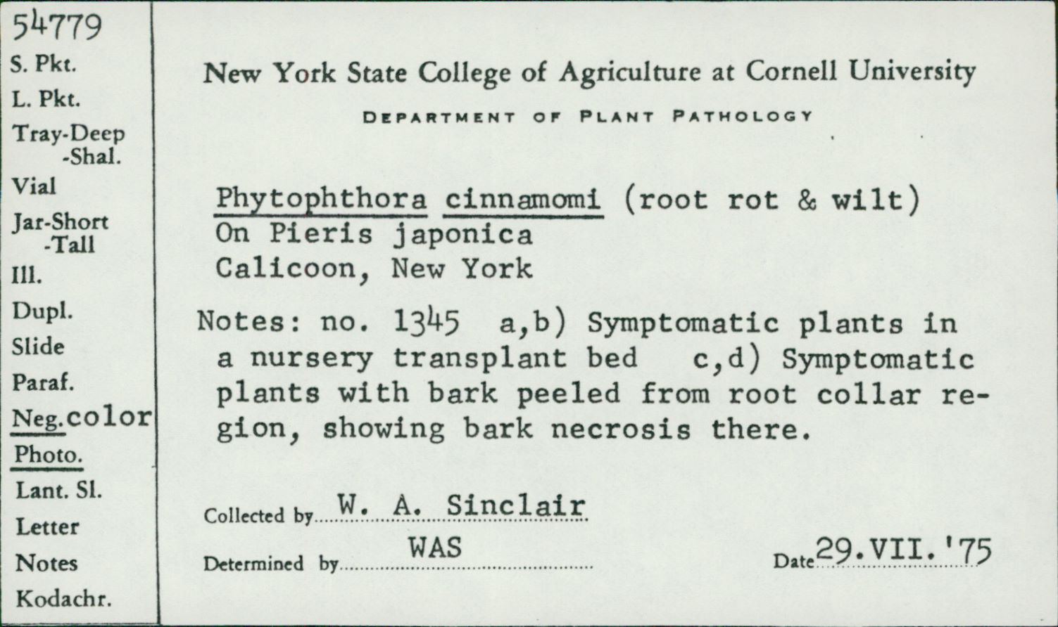 Phytophthora cinnamomi thumbnail