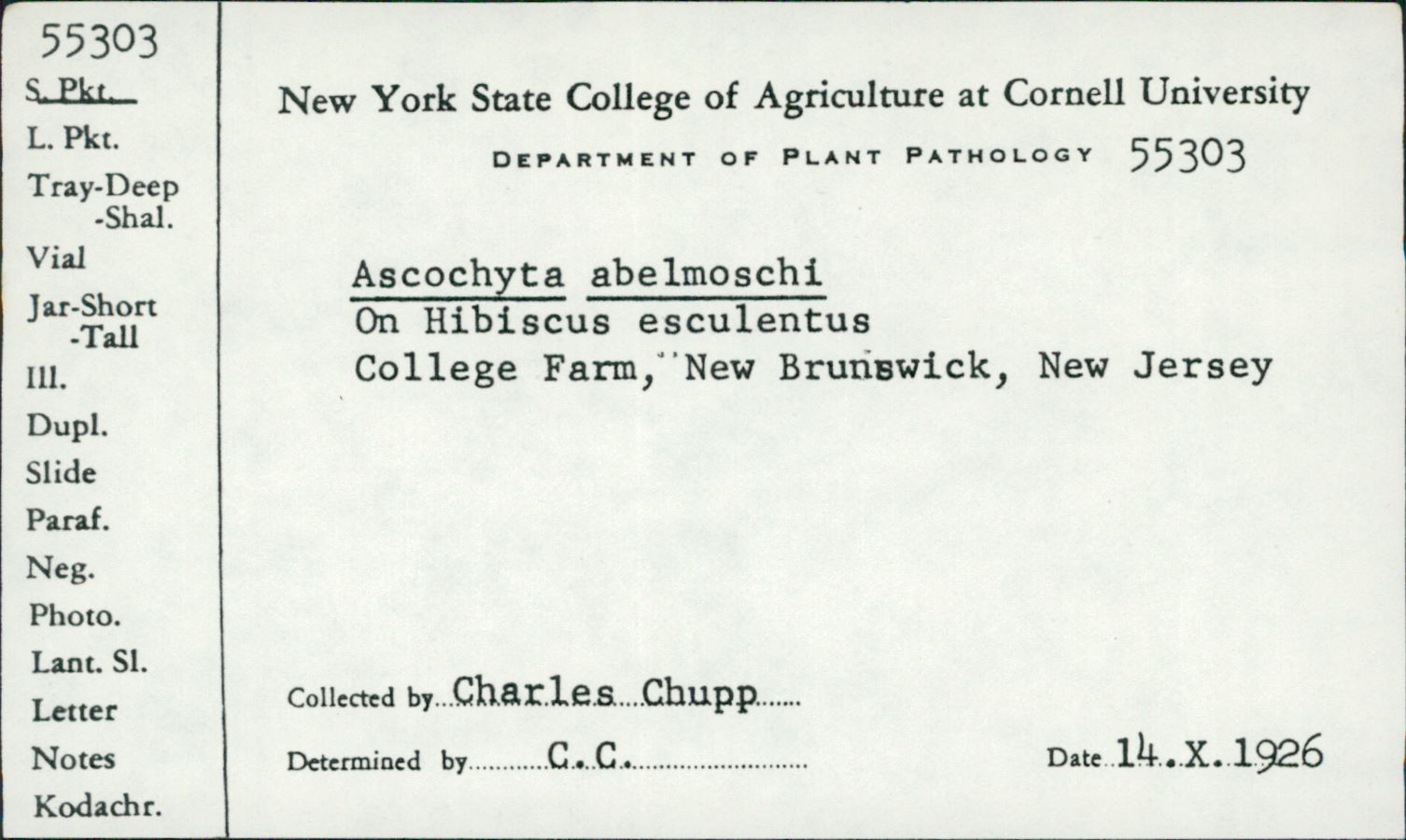 Ascochyta abelmoschi