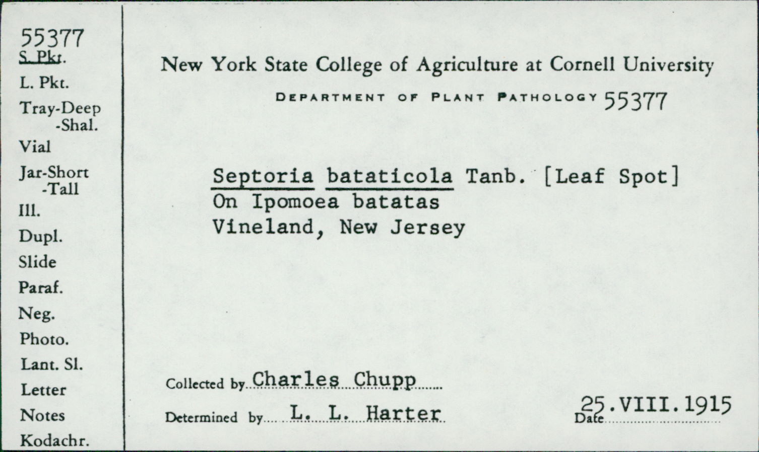 Septoria bataticola thumbnail