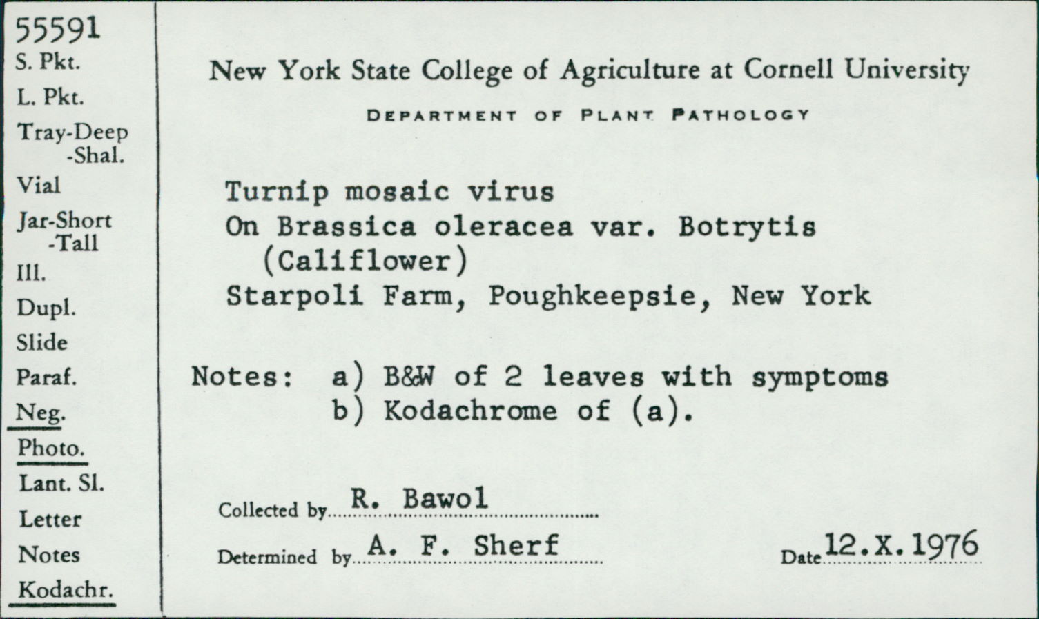 Turnip mosaic virus thumbnail