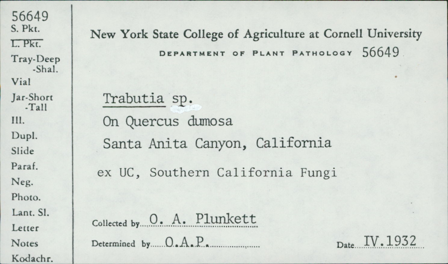 Trabutia
