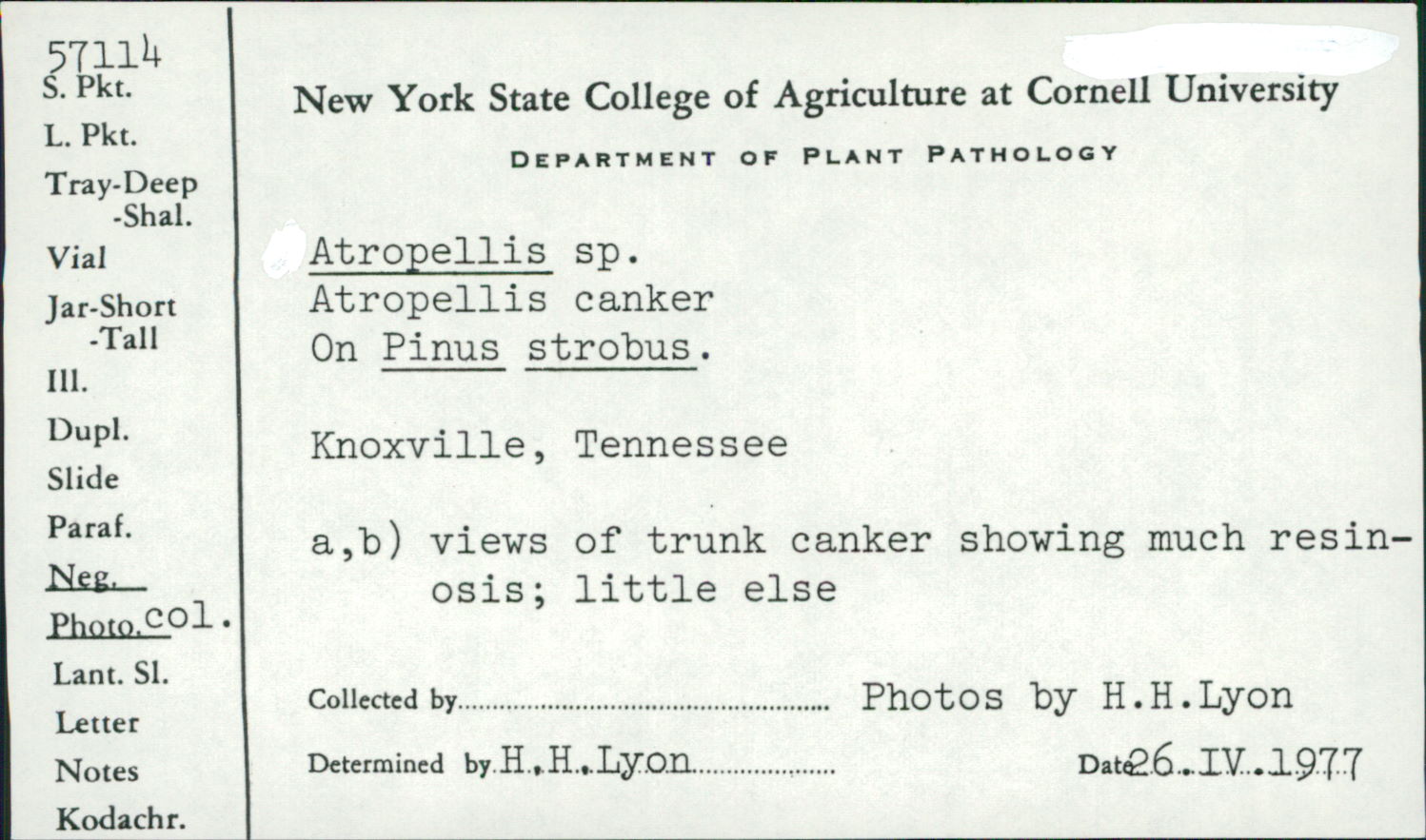 Atropellis