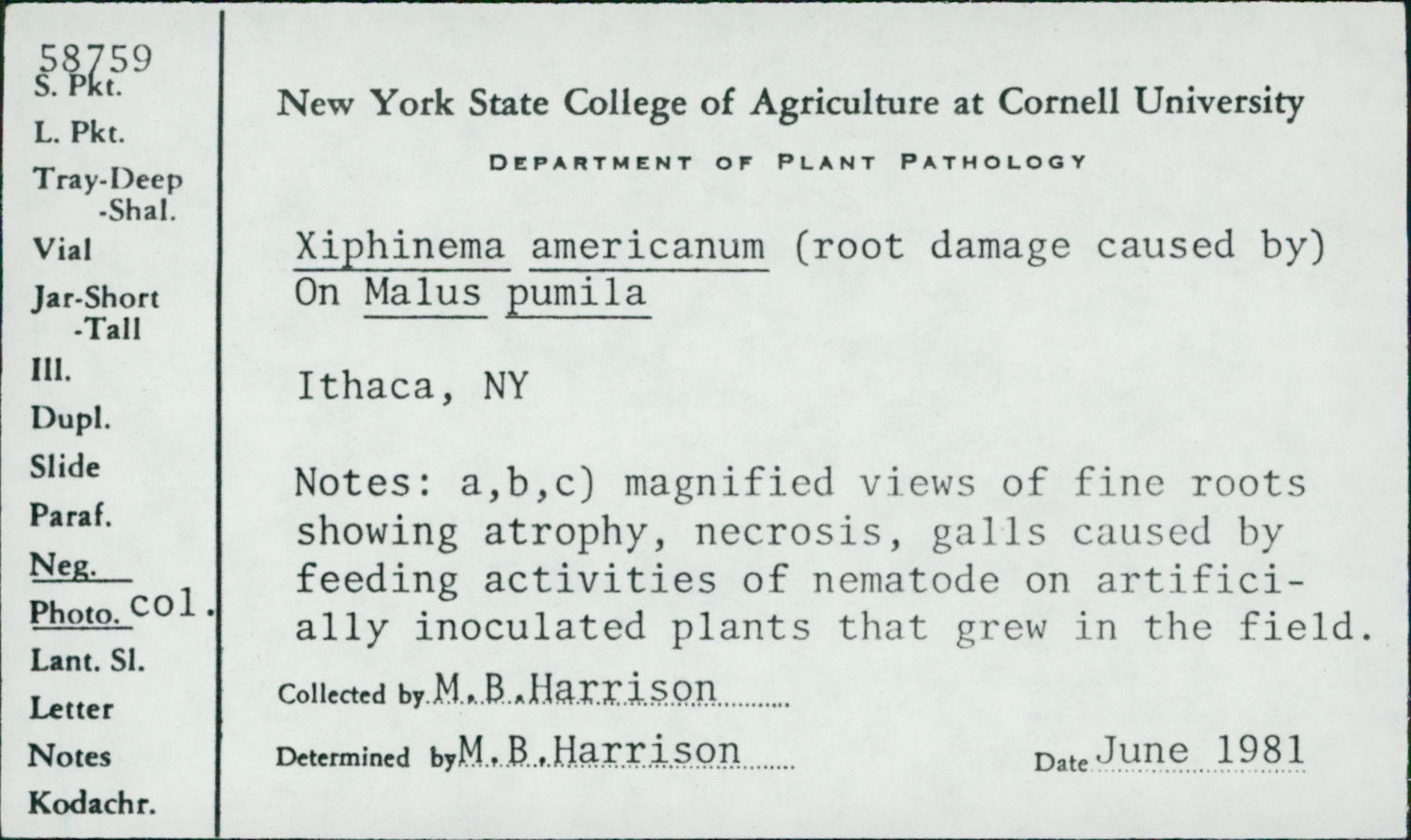 Xiphinema americanum thumbnail
