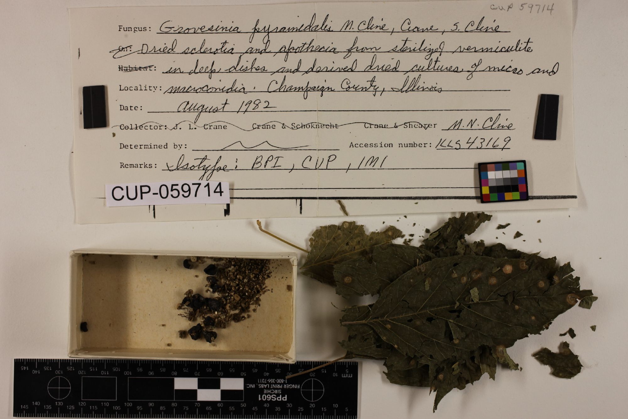 Grovesinia pyramidalis