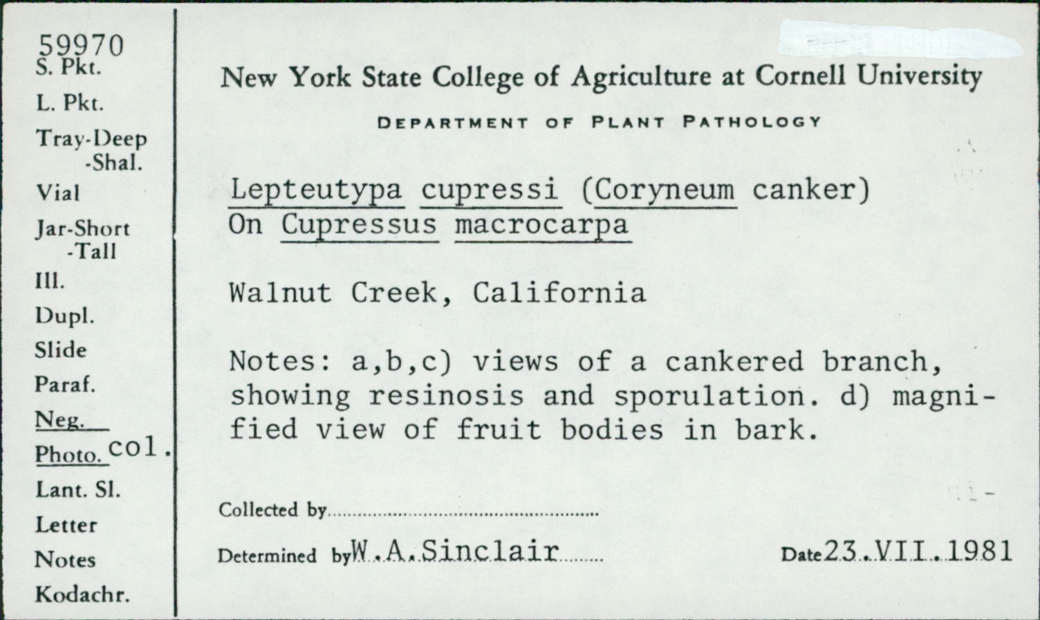 Lepteutypa cupressi thumbnail