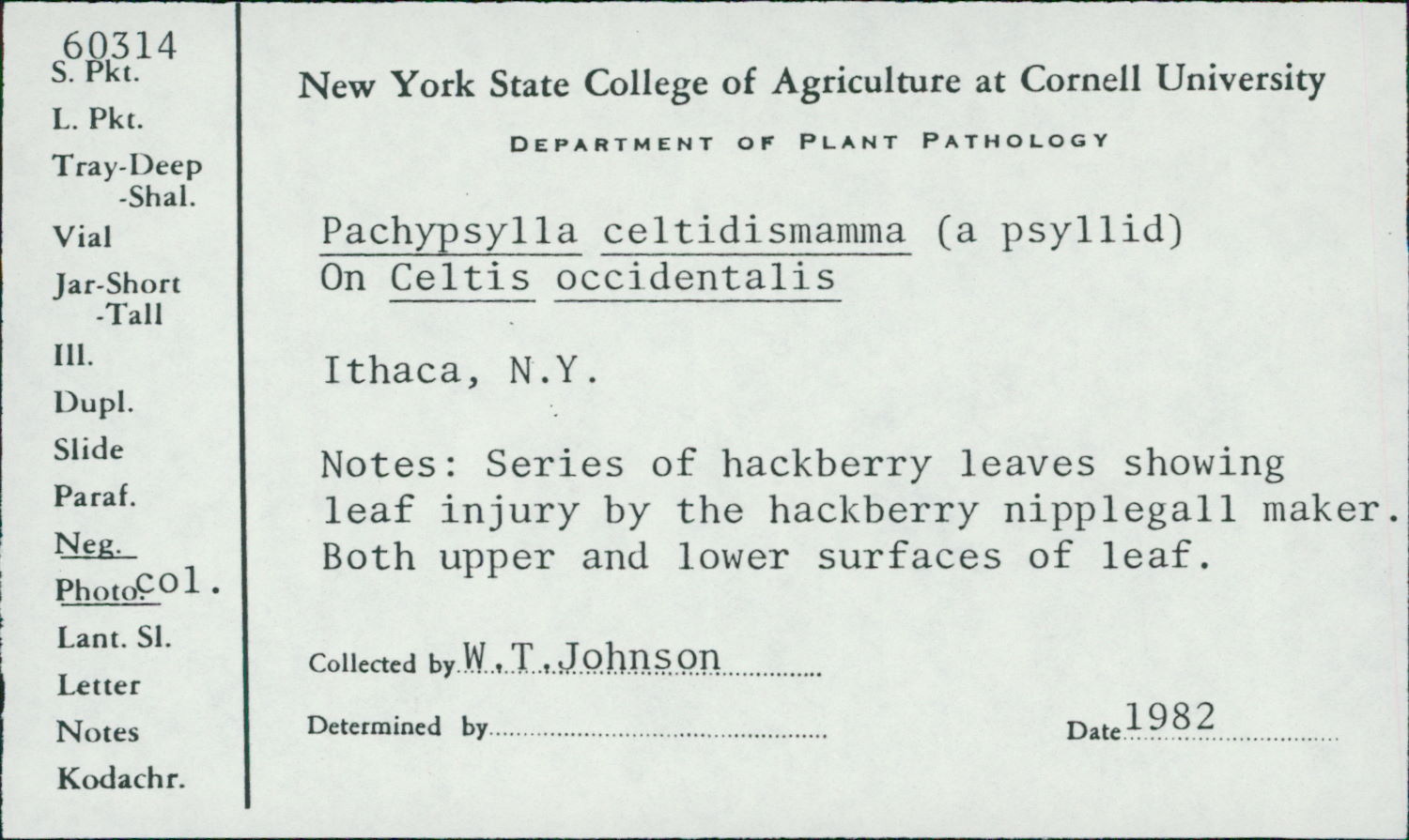 Pachypsylla celtidismamma thumbnail