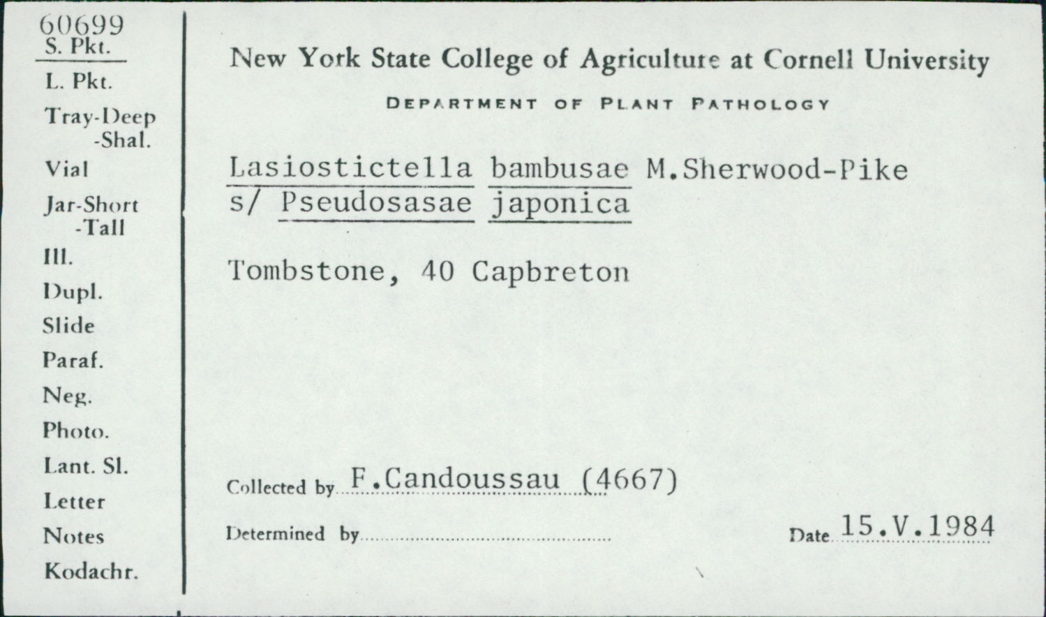 Lasiostictella bambusae thumbnail