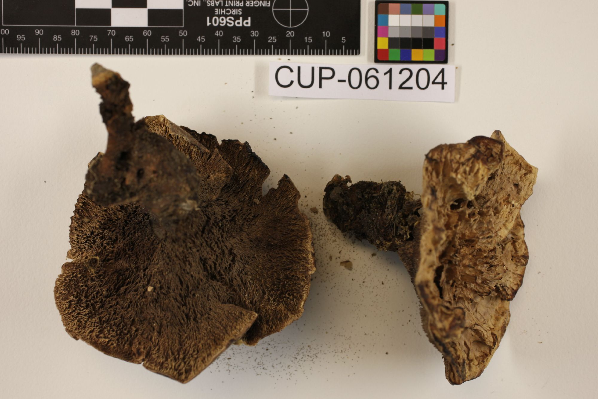 Hydnellum septentrionale thumbnail