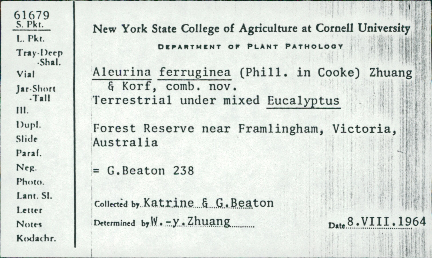Aleurina ferruginea thumbnail