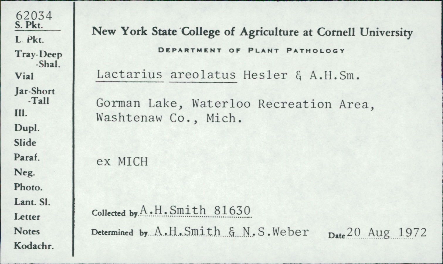 Lactarius areolatus image