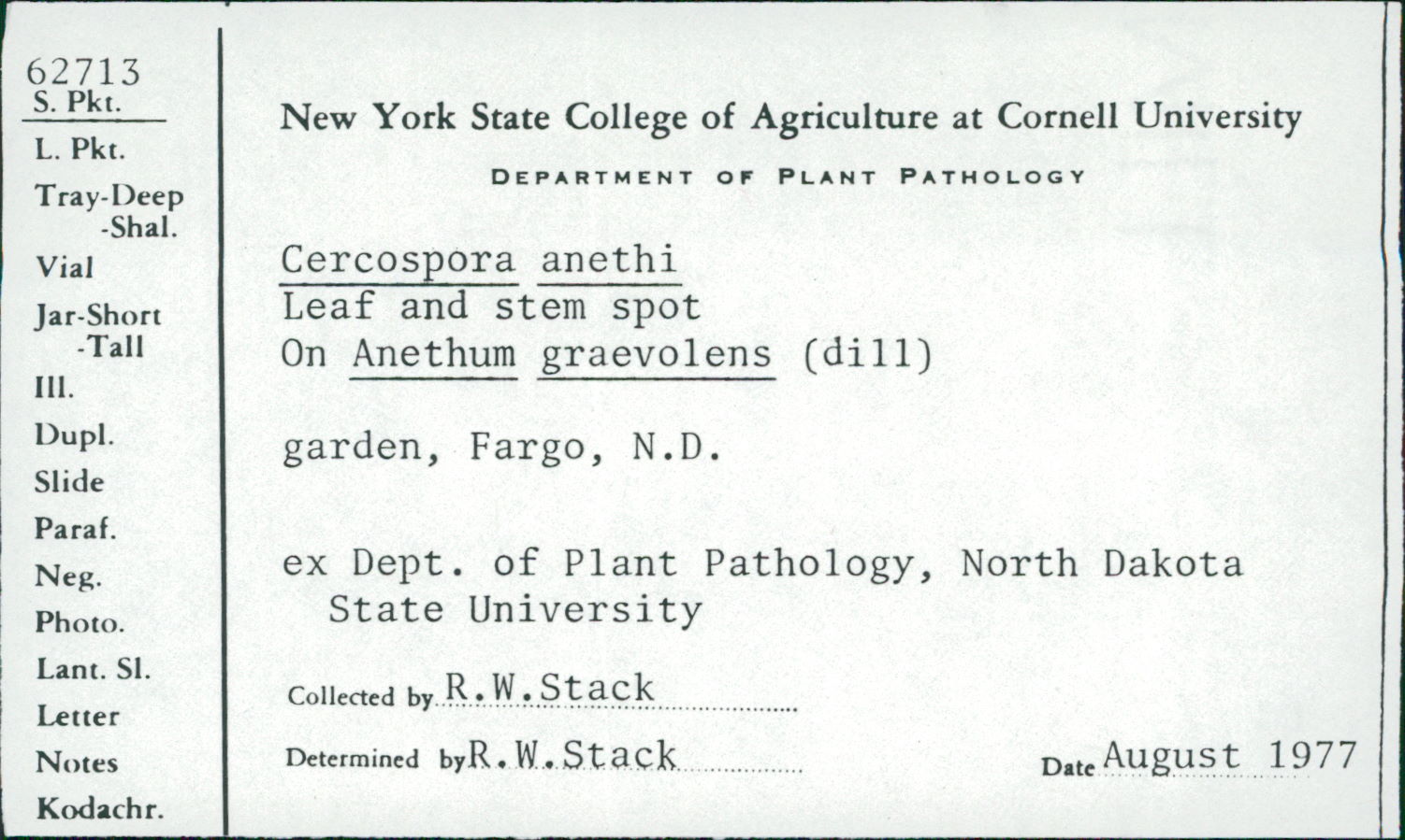 Cercosporina anethi image