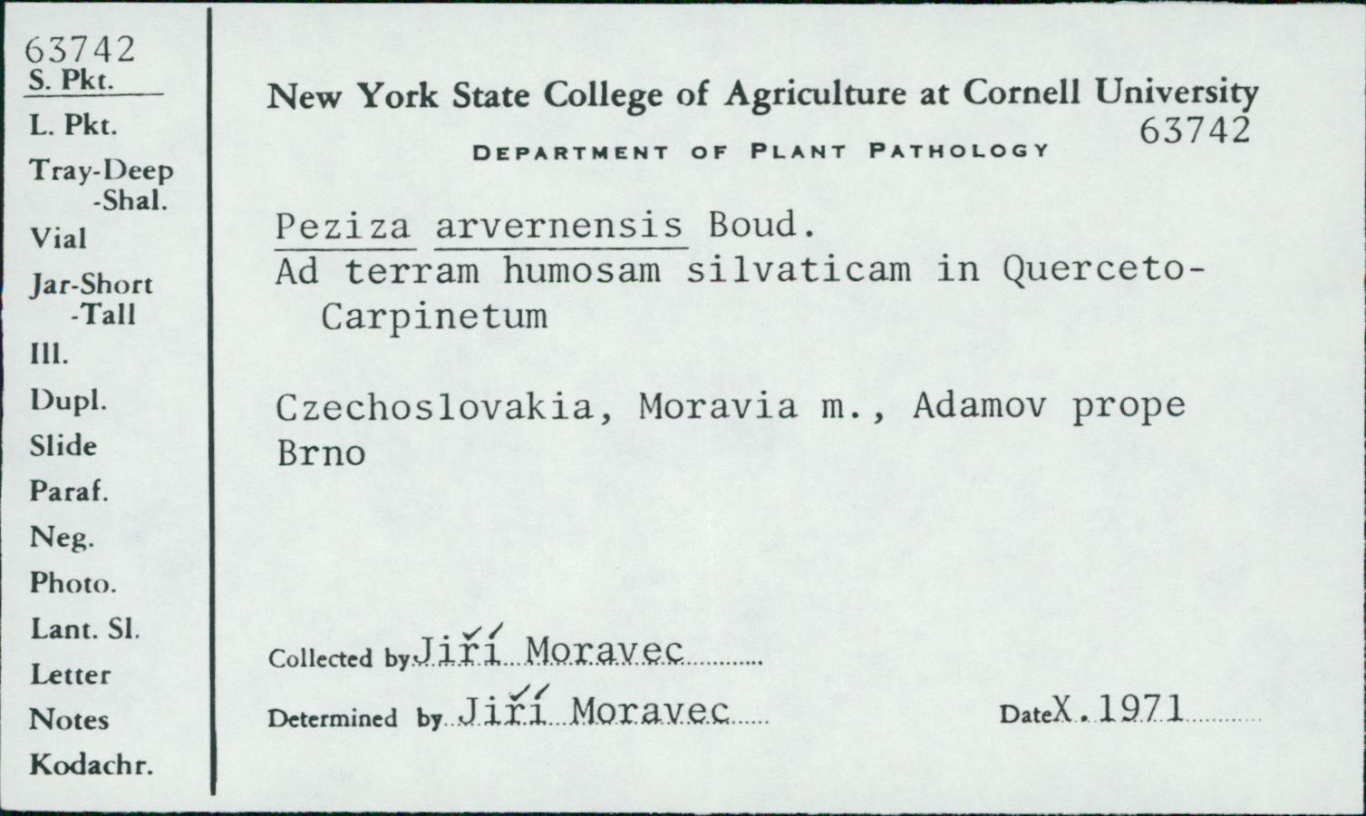 Peziza arvernensis thumbnail